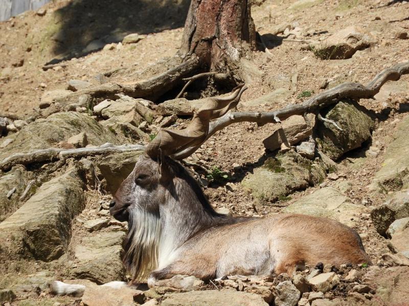 Markhor (Capra falconeri)