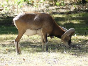 Mouflon de Corse (Ovis ammon)
