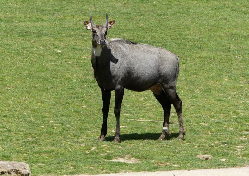Nilgaut (Boselaphus tragocamelus)