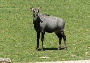 Nilgaut (Boselaphus tragocamelus)