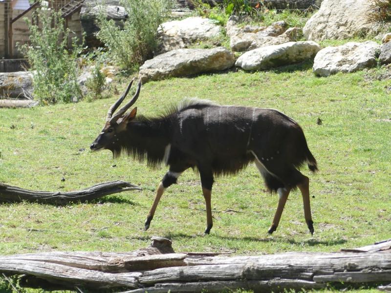Nyala (Tragelaphus angasii)