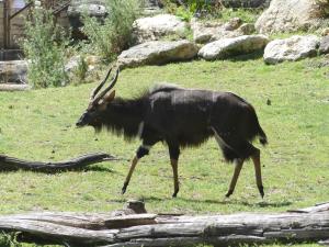 Nyala (Tragelaphus angasii)