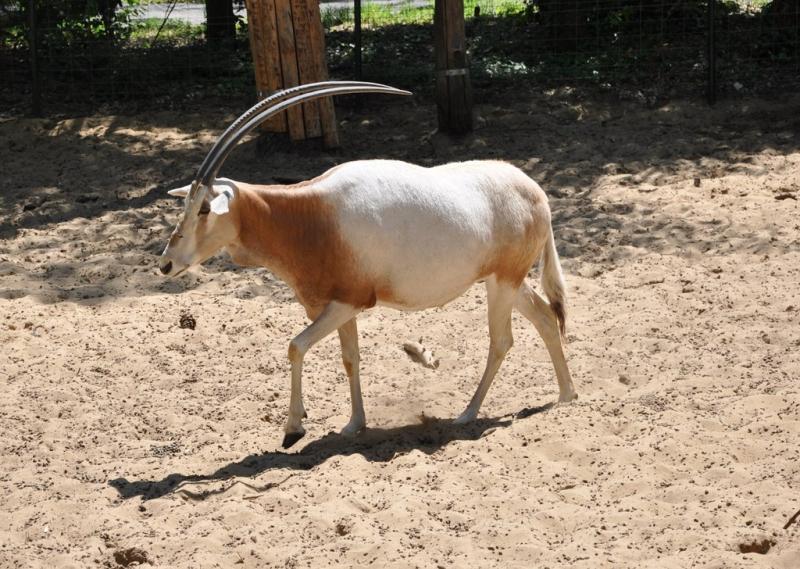 Oryx algazelle (Oryx algazelle)