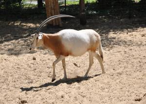 Oryx algazelle (Oryx algazelle)