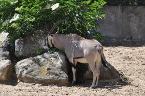 Oryx beïsa (Oryx beisa)