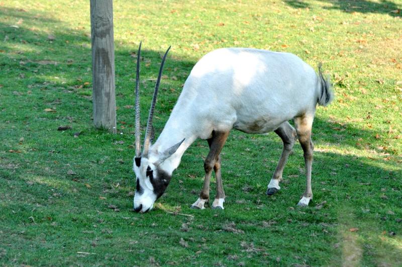 Oryx d'Arabie  (Oryx leucoryx)