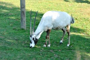 Oryx d'Arabie  (Oryx leucoryx)