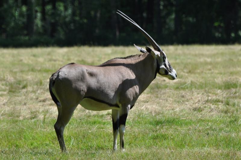 Gemsbok (Oryx gazella)