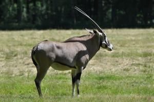 Gemsbok (Oryx gazella)
