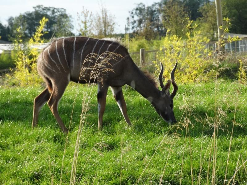Petit koudou (Tragelaphus imberbis)