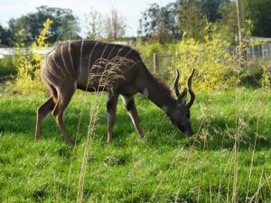 Petit koudou (Tragelaphus imberbis)