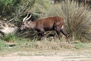 Sitatunga (Tragelaphus spekii)