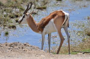Springbok (Antidorcas marsupialis)