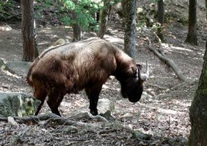 Takin de Mishmi (Budorcas taxicolor taxicolor)