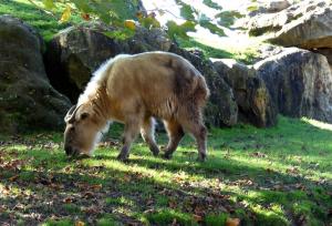 Takin doré (Budorcas taxicolor bedfordi)