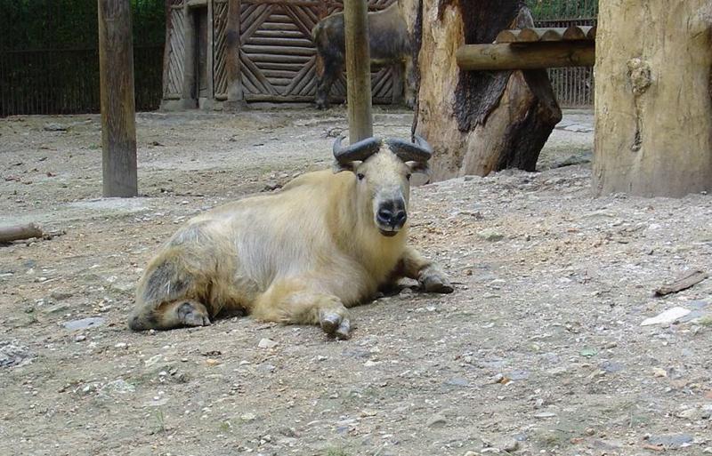 Takin du Sichuan (Budorcas taxicolor tibetana)
