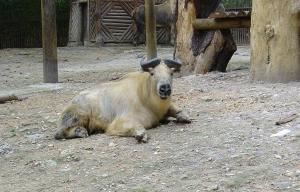 Takin du Sichuan (Budorcas taxicolor tibetana)