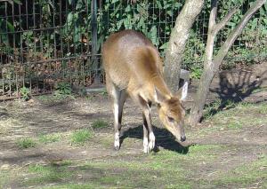 Tétracère (Tetracerus quadricornis)