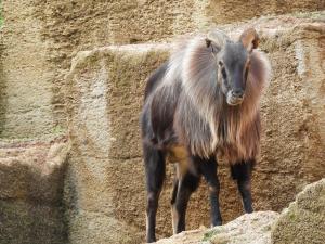 Thar de l'Himalaya (Hemitragus jemlahicus)