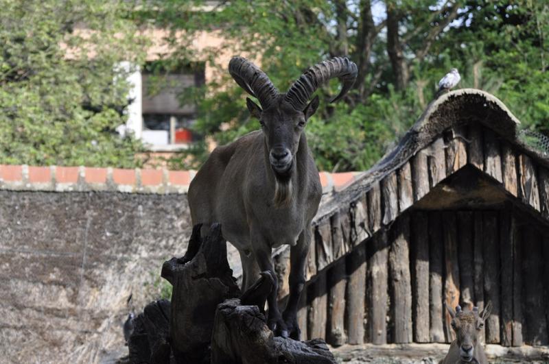 Tur du Caucase (Capra caucasica caucasica)