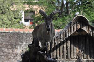 Tur du Caucase (Capra caucasica caucasica)