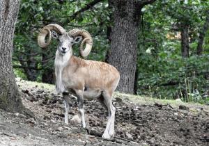 Urial (Ovis vignei)