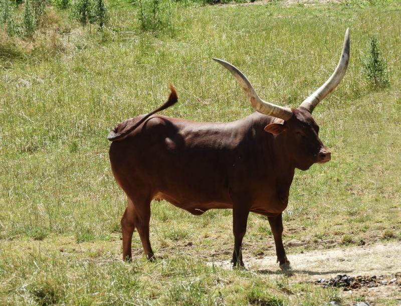 Watusi (Bos taurus)