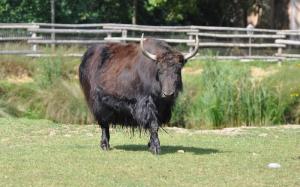 Yack du Tibet (Bos grunniens)