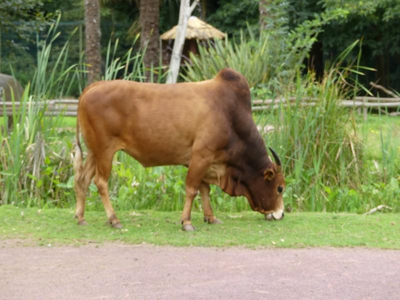 Zébu (Bos taurus indicus)