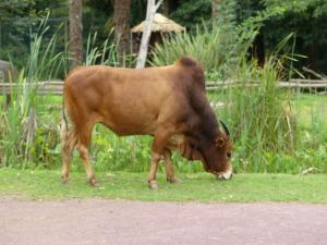 Zébu (Bos taurus indicus)
