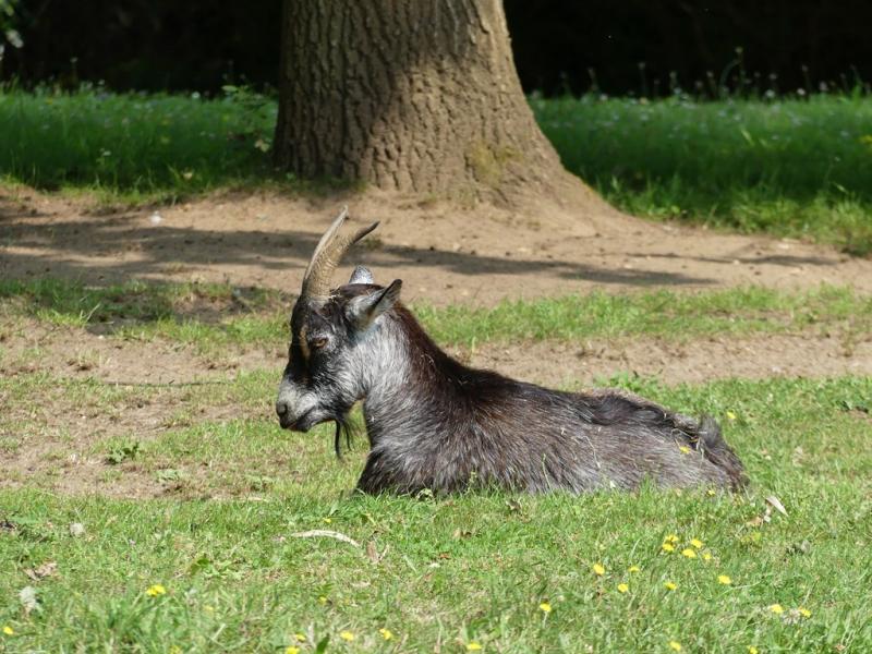 Chèvre du Sénégal