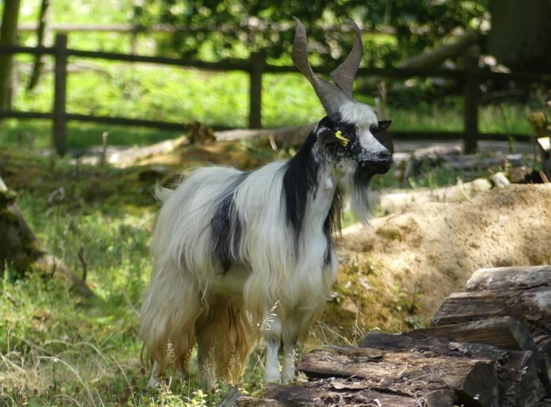 Chèvre girgentana