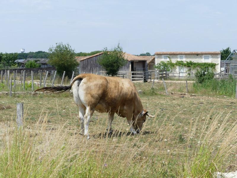 Vache partenaise