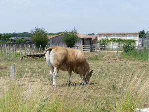 Vache partenaise