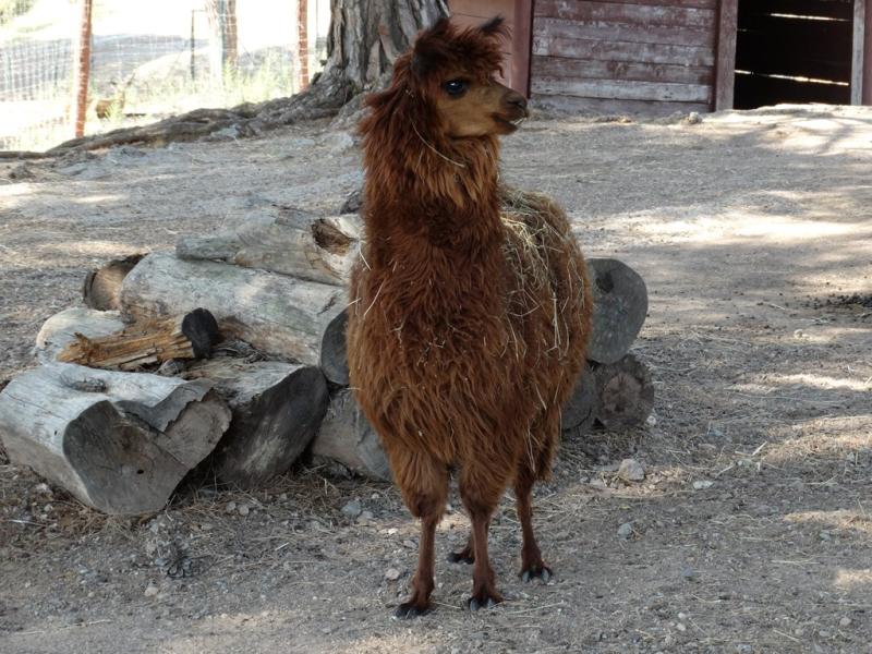 Alpaga (Lama pacos)