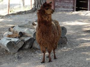 Alpaga (Lama pacos)