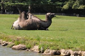 Chameau (Camelus bactrianus)