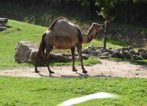 Dromadaire (Camelus dromedarius)
