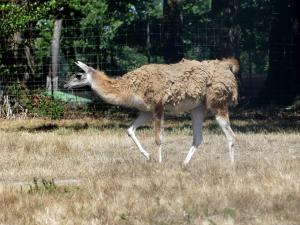 Guanaco (Lama guanicoe)