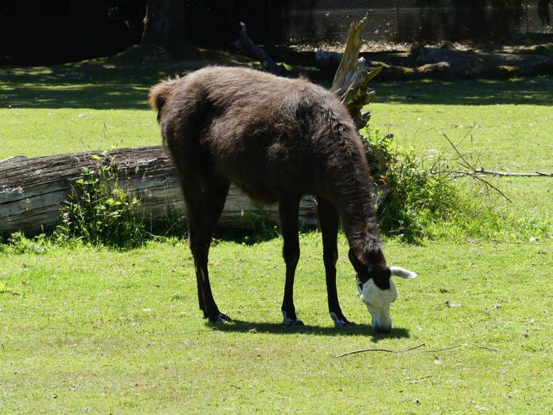 Lama (Lama glama)