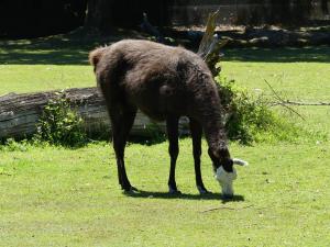 Lama (Lama glama)