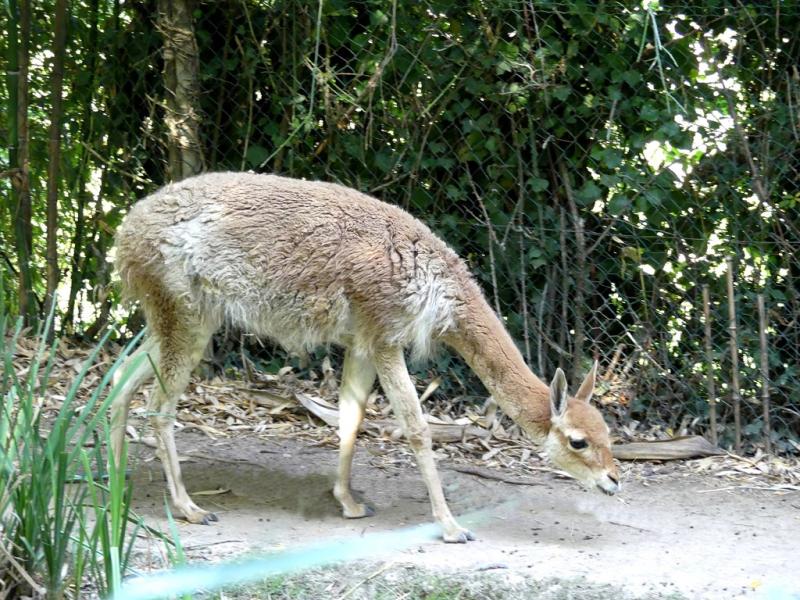 Vigogne (Vicugna vicugna)