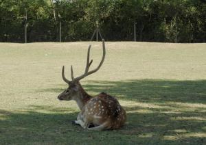 Cerf axis (Axis axis)