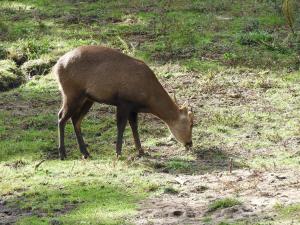 Cerf cochon (Axis porcinus)
