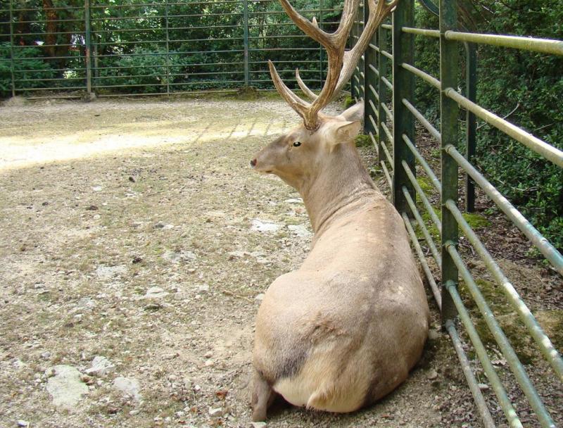 Cerf de Bactriane (Cervus elaphus bactrianus)
