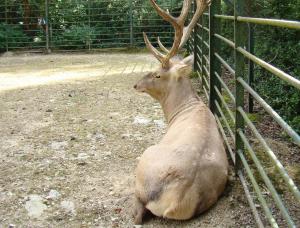 Cerf de Bactriane (Cervus elaphus bactrianus)