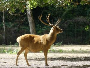 Cerf de Duvaucel (Rucervus duvaucelli)