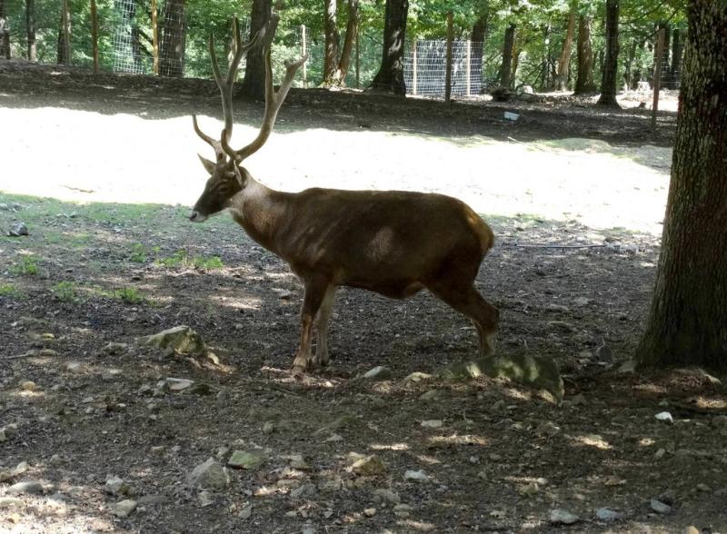 Cerf de Thorold (Cervus albirostris)
