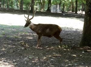 Cerf de Thorold (Cervus albirostris)