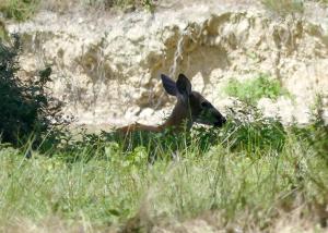 Cerf de Virginie (Odocoileus virginianus)